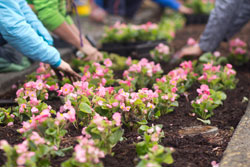 Mile of Flowers