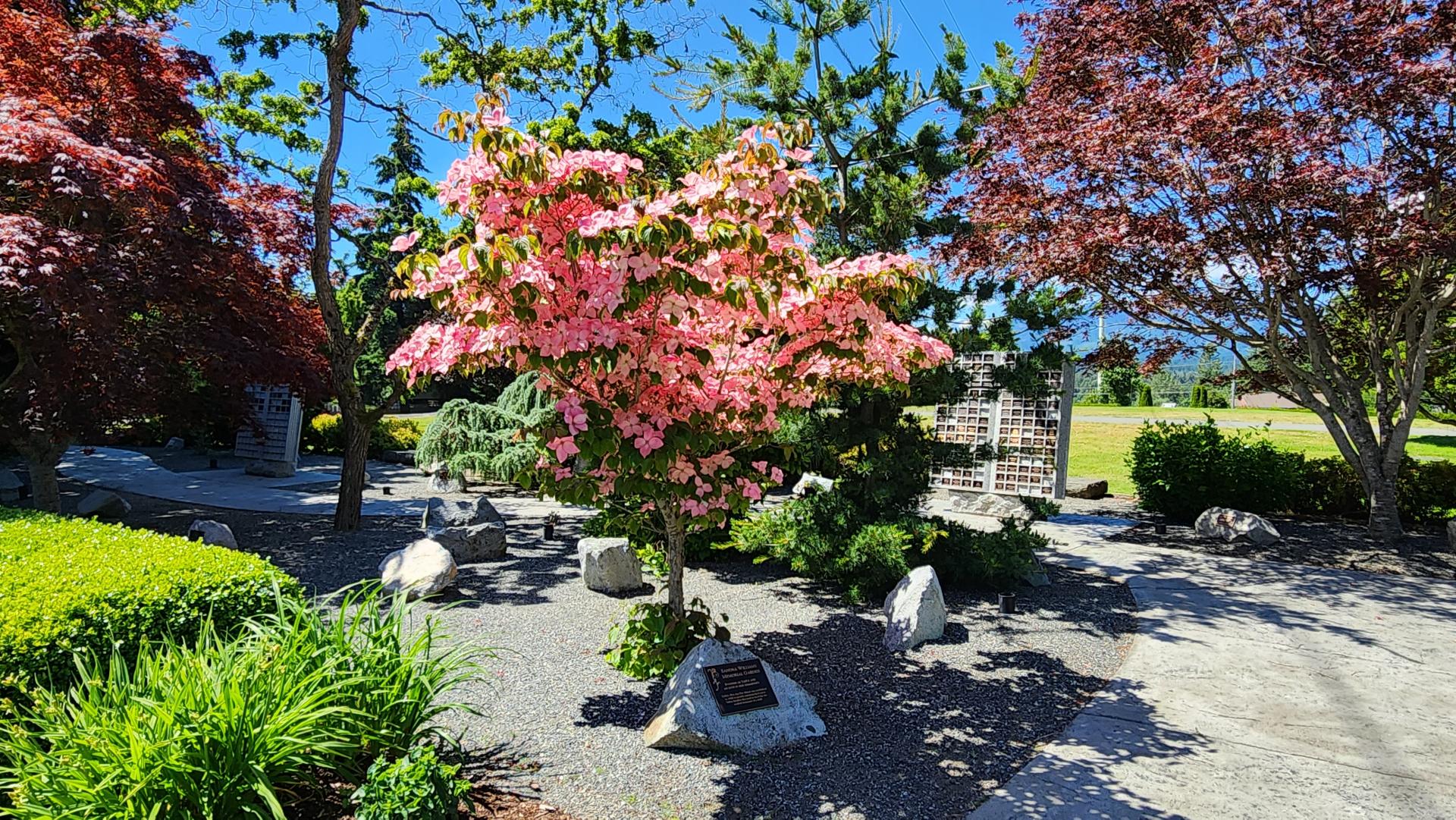 Dogwood tree draping over memorial rock plaque. 